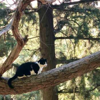 Cat fans will enjoy this photo of a black and white cat sitting on a thick branch of a pine tree