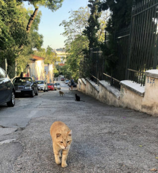 A gorgeous ginger stray cat that any cat fan would love, strutting up the street at feeding time.