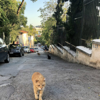 A gorgeous ginger stray cat that any cat fan would love, strutting up the street at feeding time.