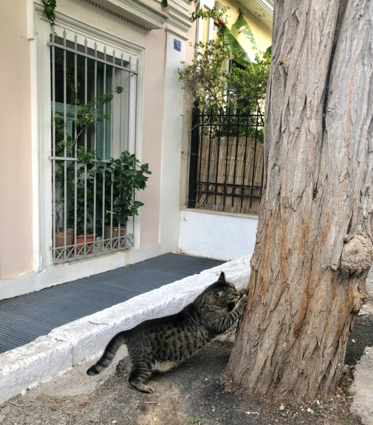 Cat fans would note that this tabby cat is sharpening her claws on a tree.