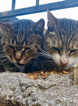 Cat fans will enjoy this photo of two tabby cats eating dry food side by side