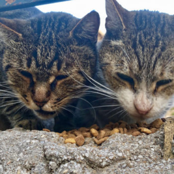 Cat fans will enjoy this photo of two tabby cats eating dry food side by side