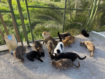 Nine Lives Greece continues its street cat care even during the pandemic. Here a group of stray cats is fed by the non-profit organization.