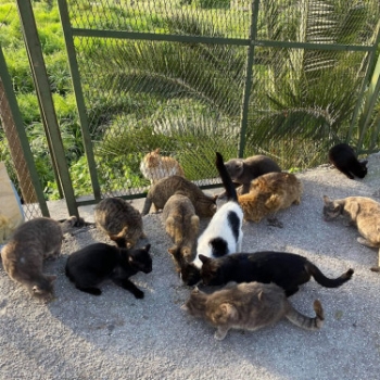 Nine Lives Greece continues its street cat care even during the pandemic. Here a group of stray cats is fed by the non-profit organization.