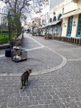 Μια αδέσποτη γάτα στους άδειους δρόμους της Αθήνας, όπου κλειστά μαγαζιά και ταβέρνες σημαίνουν απώλεια πηγής τροφής για τα αδέσποτα.