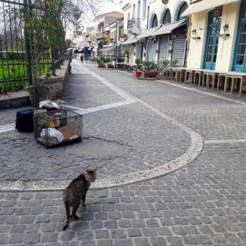 A stray cat in the empty streets of Athens, where closed shops and tavernas mean less food for street cats.