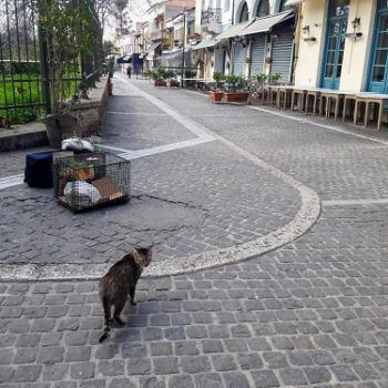 A stray cat in the empty streets of Athens, where closed shops and tavernas mean less food for street cats.