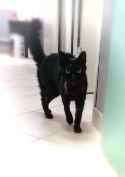 A black cat who, after several operations on a broken jaw, now looks like the internet star, Lil Bub