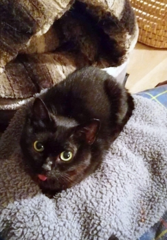 Our black cat who now resembles the internet star Lil Bub because of several jaw operations