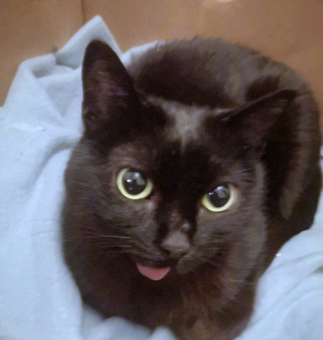 Our gentle black cat with her tongue dangling who now resembles the internet star Lil Bub because of several jaw operations