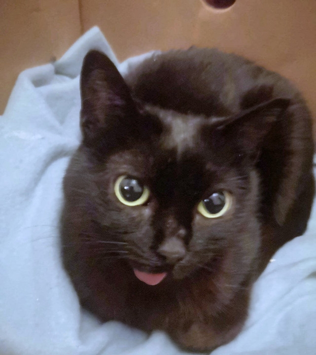 Our gentle black cat with her tongue dangling who now resembles the internet star Lil Bub because of several jaw operations