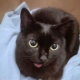 Η ευγενική μας μαύρη γάτα που τώρα έχει μόνιμα την γλωσσίτσα της εκτεθειμένη μοιάζει με την διάσημη Lil Bub εξαιτίας των επεμβάσεων που έκανε στην γνάθο.