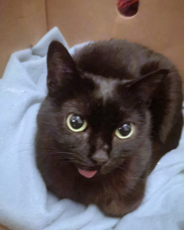 Our gentle black cat with her tongue dangling who now resembles the internet star Lil Bub because of several jaw operations