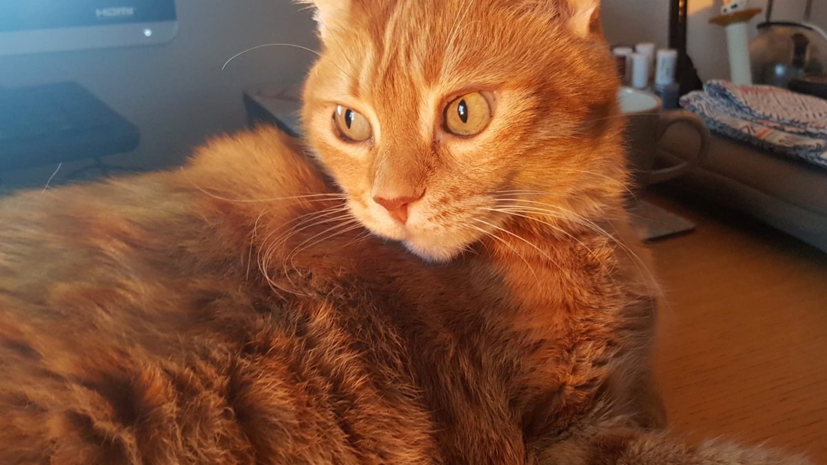 A gorgeous ginger cat is lying on a desk while the sun shines upon him.