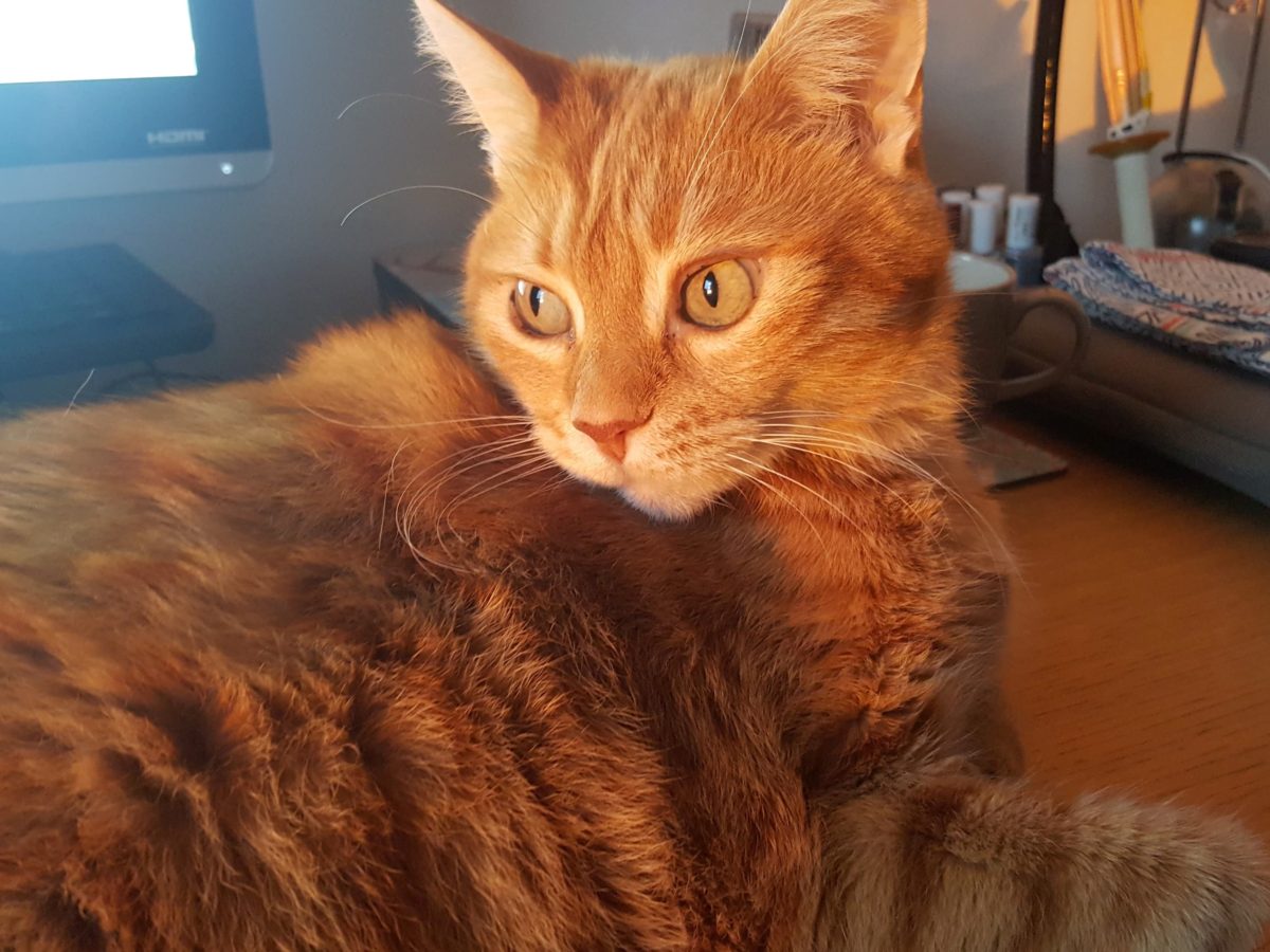 A gorgeous ginger cat is lying on a desk while the sun shines upon him.