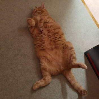 A ginger cat is sleeping on the carpeted floor belly up!