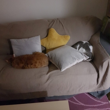 One ginger cat and one white-grey are sleeping next to each other on a sofa.