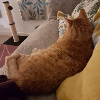 A ginger cat is lying comfrotably on a couch with beige cover and yellow pillows. We can see a scratching post nearby.