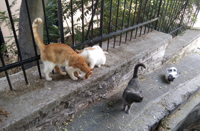 Τέσσερις αδέσποτες γάτες. Η σίτιση των αδέσποτων είναι μια μόνο από τις δράσεις των Εφτάψυχων για τη φροντίδα τους.