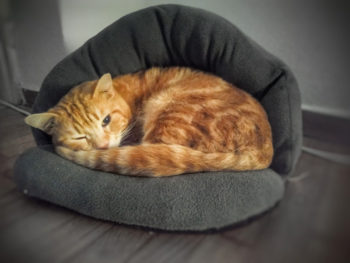 Ένας πορτοκαλί γάτος κουλουριασμένος στο κρεβατάκι του μάς κλείνει το μάτι.