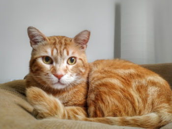 Ένας πορτοκαλί φιλοξενούμενος γάτος με κίτρινα μάτια.