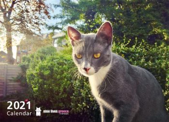 Cover of a calendar featuring a grey-white cat in front of green bushes.