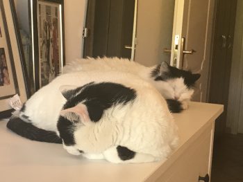 Two fluffy white and black cats are snuggling on top of a white counter.