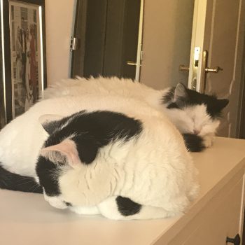 Two fluffy white and black cats are snuggling on top of a white counter.