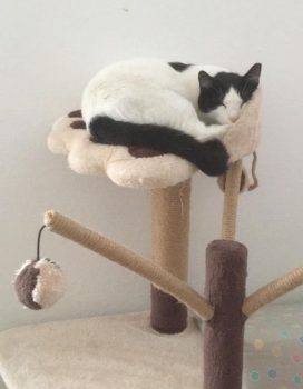 A black and white kitten sleeping on a beige and brown cat tree.