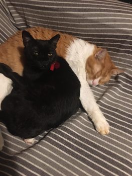 A black cat snuggling with a ginger and white cat on some striped bedsheets.