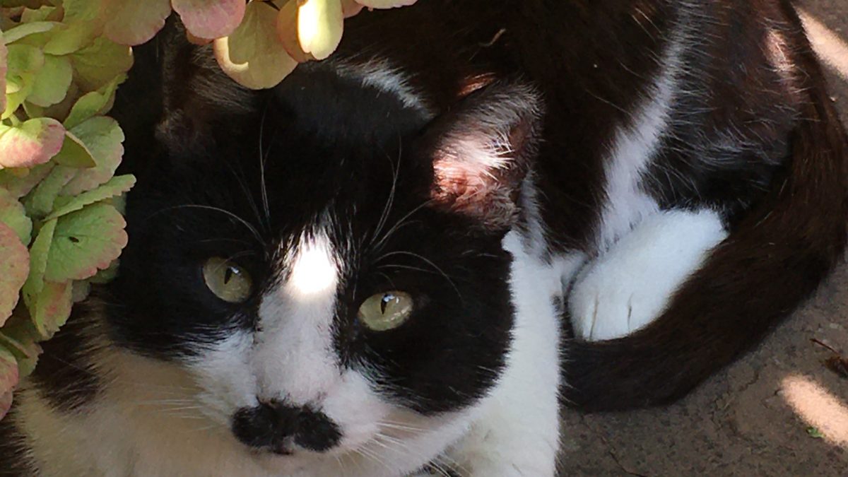 A chubby black and white cat with green eyes and a special moustache is posing with his paws tucked in next to a hydrangea.