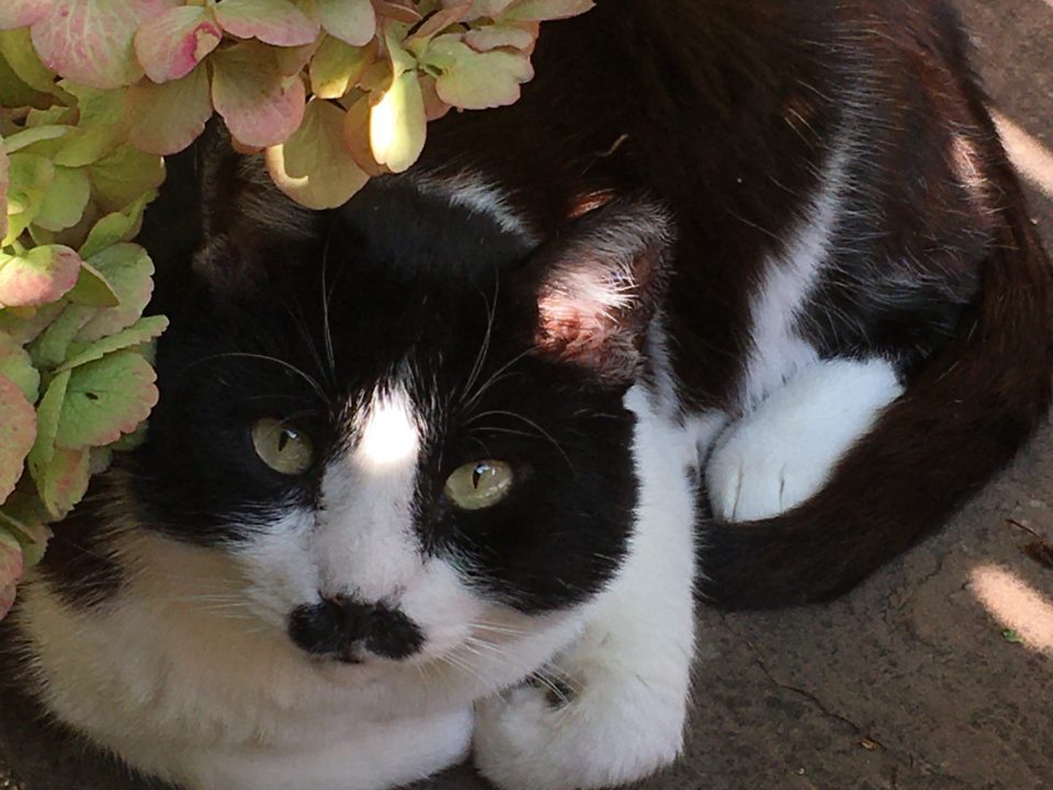 A chubby black and white cat with green eyes and a special moustache is posing with his paws tucked in next to a hydrangea.