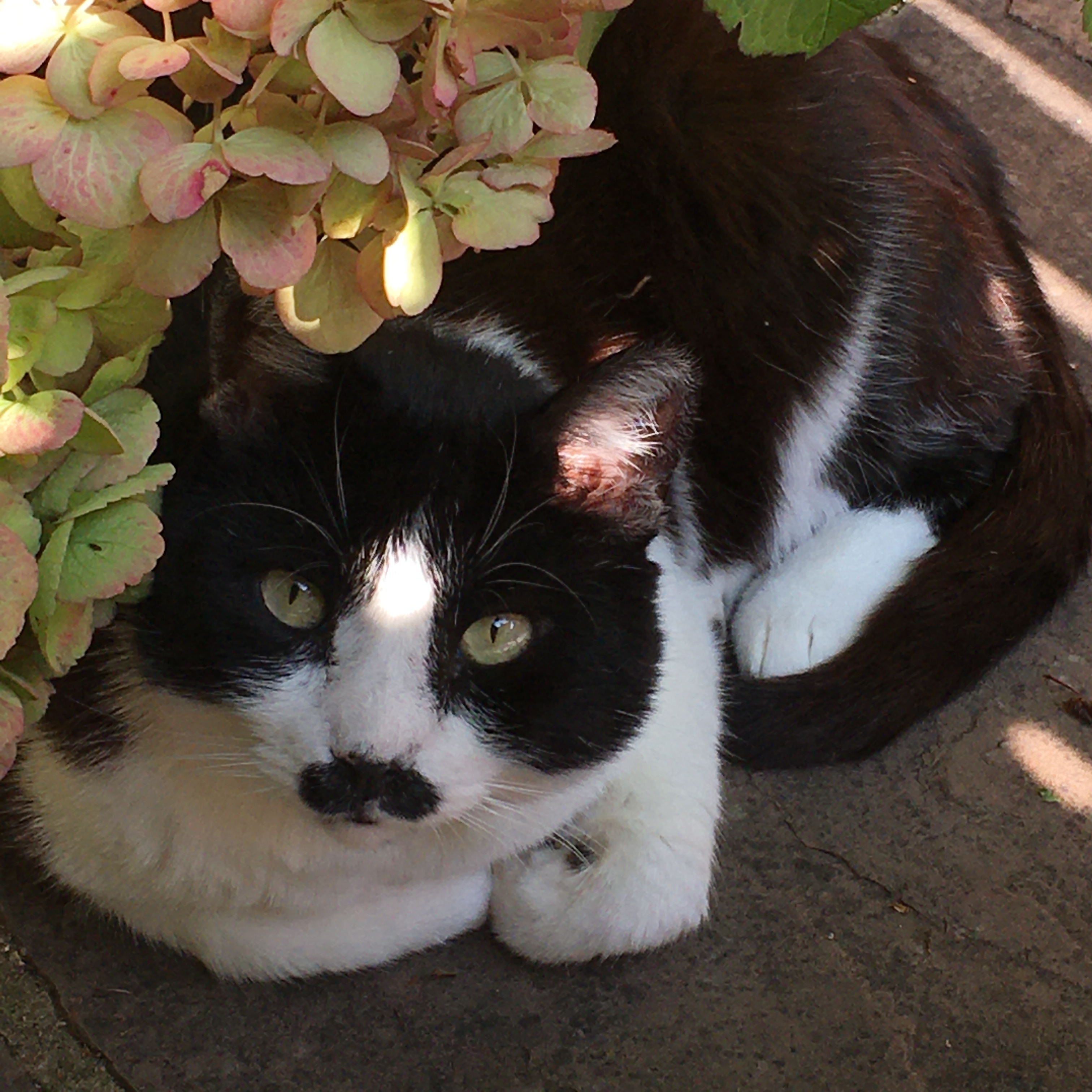 A chubby black and white cat with green eyes and a special moustache is posing with his paws tucked in next to a hydrangea.