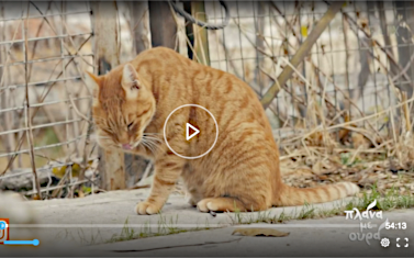 Screenshot from ERTFlix video featuring Nine Lives