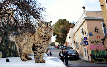 Picture from LIFO article about Nine Lives