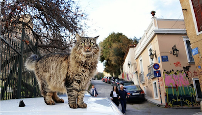 Picture from LIFO article about Nine Lives