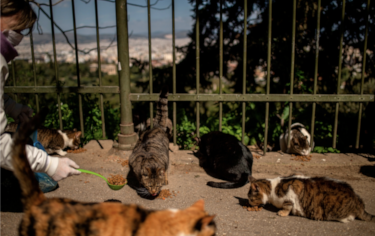 Photo of Nine Lives feeding stray cats as seen in National Geographic online