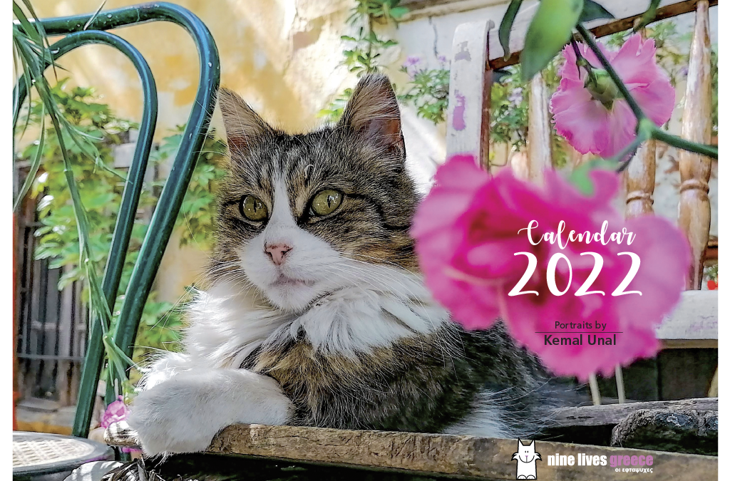 The front cover of a calendar featuring a fluffy tabby cat sitting on a wooden bench