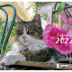 The front cover of a calendar featuring a fluffy tabby cat sitting on a wooden bench