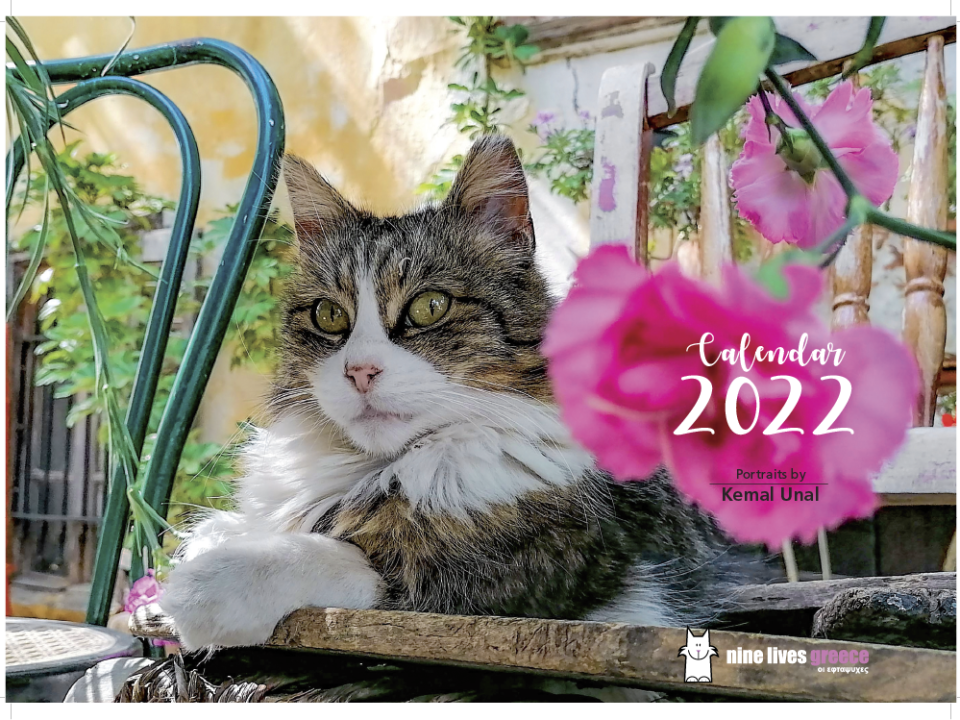 The front cover of a calendar featuring a fluffy tabby cat sitting on a wooden bench