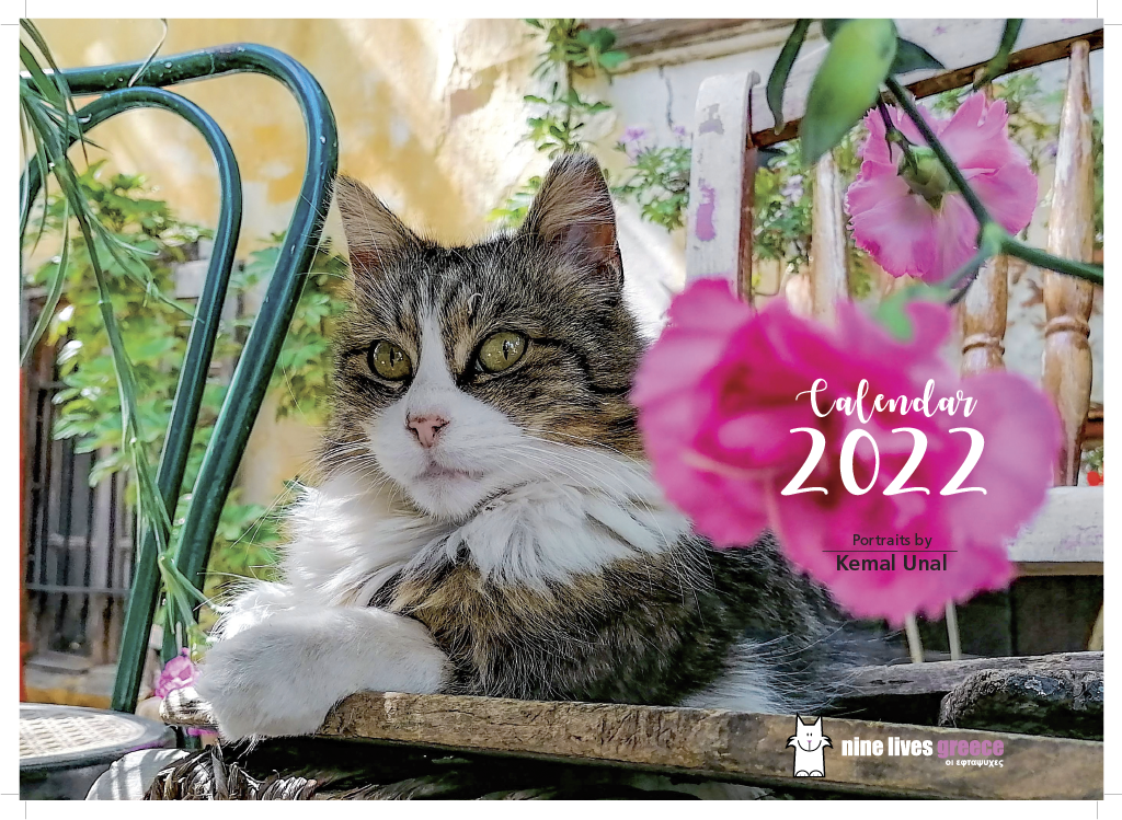 The front cover of a calendar featuring a fluffy tabby cat sitting on a wooden bench