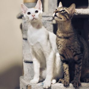 Δυο γατάκια που διασώθηκαν εκεί όπου είχαν γεννηθεί, κάθονται δίπλα δίπλα πάνω σε ένα γατόδεντρο.