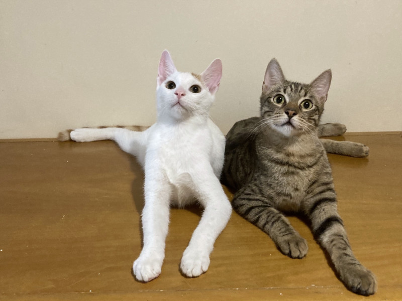 Δυο γατάκια που σώθηκαν όταν γεννήθηκαν κάτω από το πάτωμα ενός εστιατορίου.
