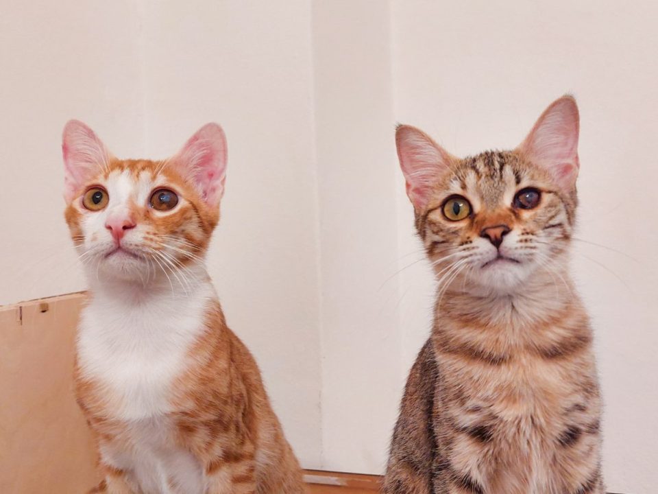 Two adorable kittens, one white-ginger and a tabby, with one of their eyes clouded.