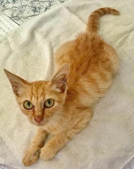 An orange rescue kitty the author came across while travelling in Greece