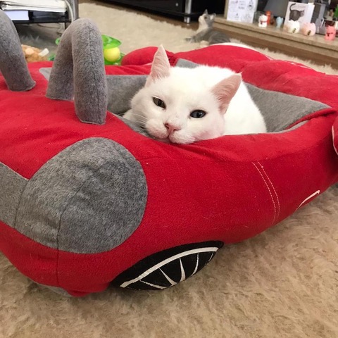A white cat that the author heard about while travelling in Greece. The cat sits in a car-shaped cat bed