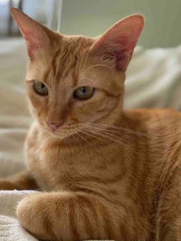 Teddy, the cat the author adopted while travelling in Greece, looking magnificently healthy and regal