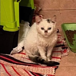 Ένα βρώμικο, αρρωστιάρικο γατάκι που μόλις έχει διασωθεί, στέκεται σε ένα χαλάκι δίπλα σε κροκέτες.