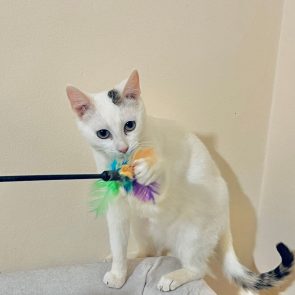 A white blue-eyed kitten is sitting on a couch while playing with a colourful wand toy.