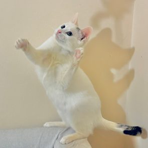 A fabulous blue-eyed white kitten with a tabby tail is trying to catch something while standing on her back feet.